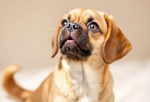 What is a puggle? Happy cute brown Puggle