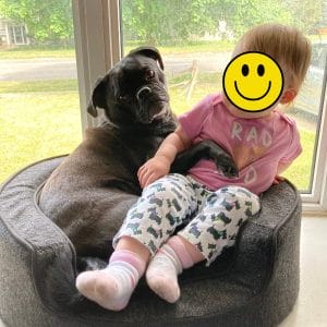 Leo the Puggle sitting with toddler in dog bed