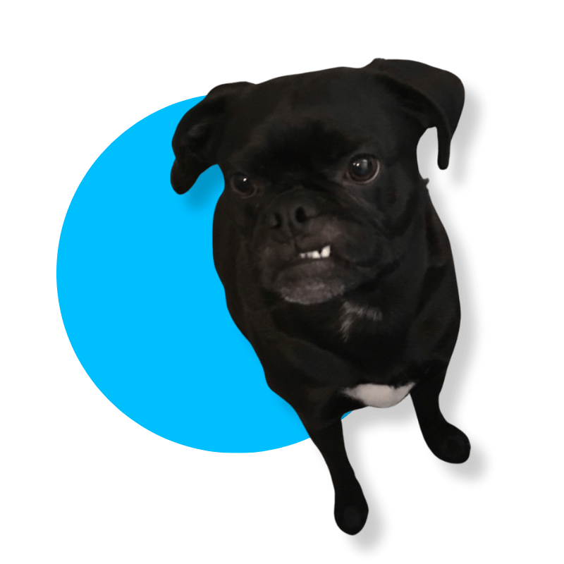 Leo the Puggle half smiling
