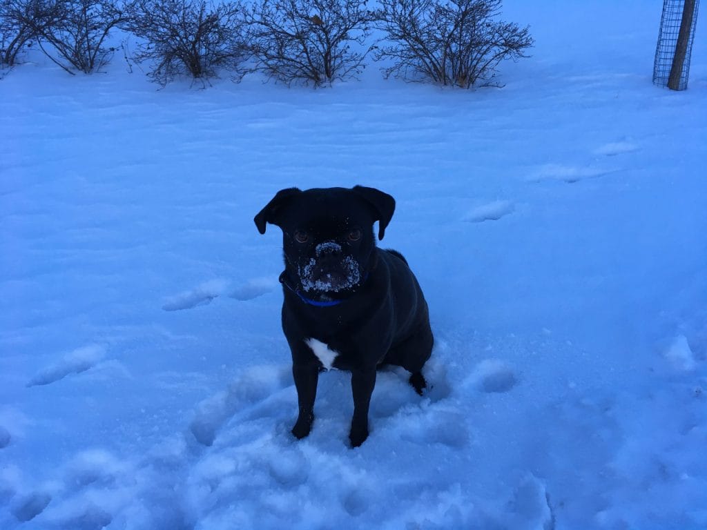 About SnugglPuggl with Leo the Puggle in the snow