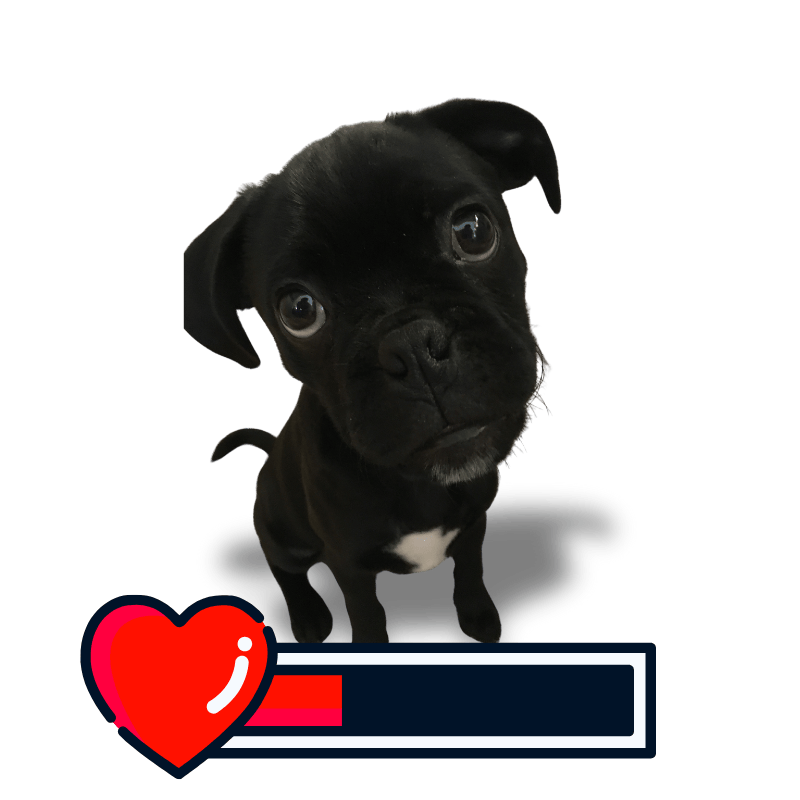 Leo the Puggle with health bar